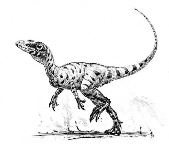 这恐龙神啦!尾巴底下藏着超级感受器!