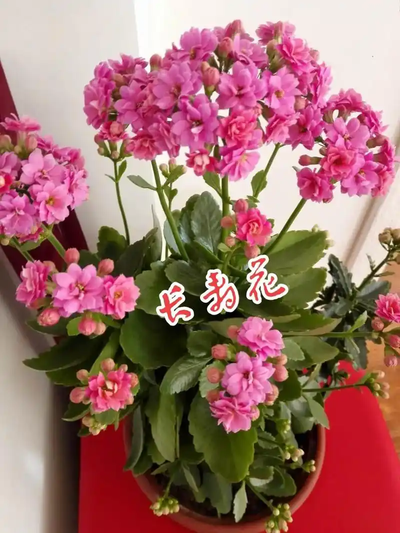 发个库存#长寿花,不及名花不及名草,即可养心,也可养目!寓意 - 抖音