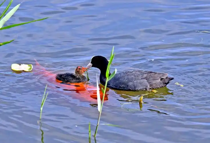 瞧这一家子——白骨顶鸡(上)