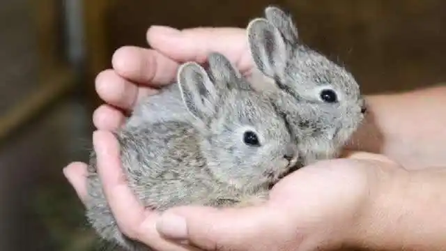 世界上最细小的兔子,仅生活在美国的部分地区,纯种其实已灭绝