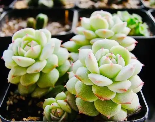 10种夏季容易黑腐的多肉!俗称"夏必死"新手养肉避开这些坑!