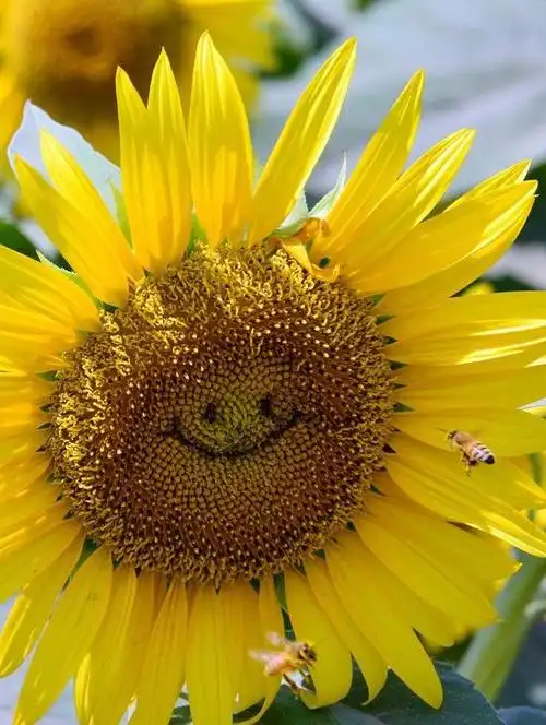 日本旅游视域日本摄影师拍微笑的向日葵2