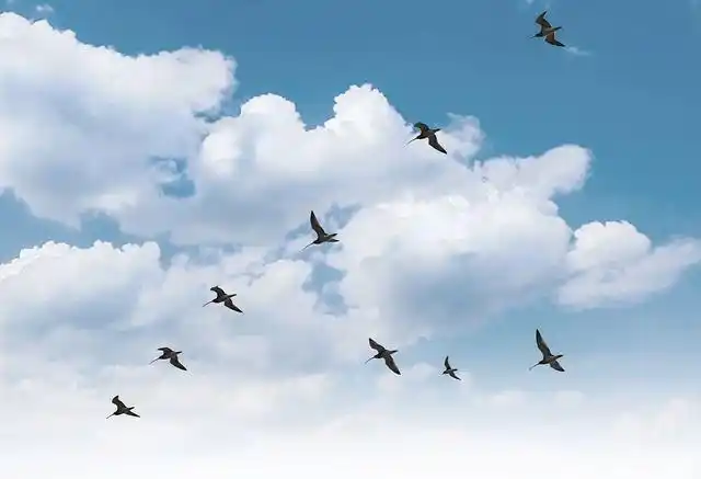 燕子每年都要南飞,那么这个南方究竟在哪里,一起看看吧