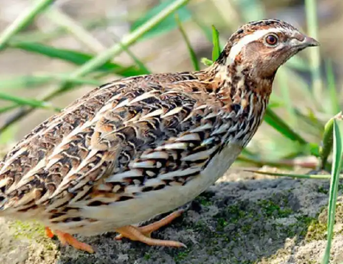 鹌鹑总是叫,该怎么办?