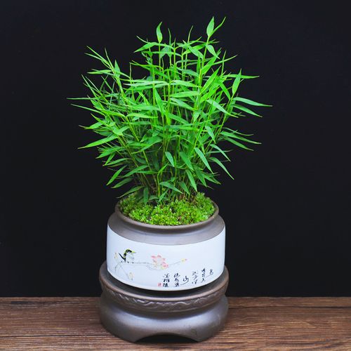 日本姬翠竹盆栽办公室内植物客厅盆景净化空气观赏竹子桌面小绿植
