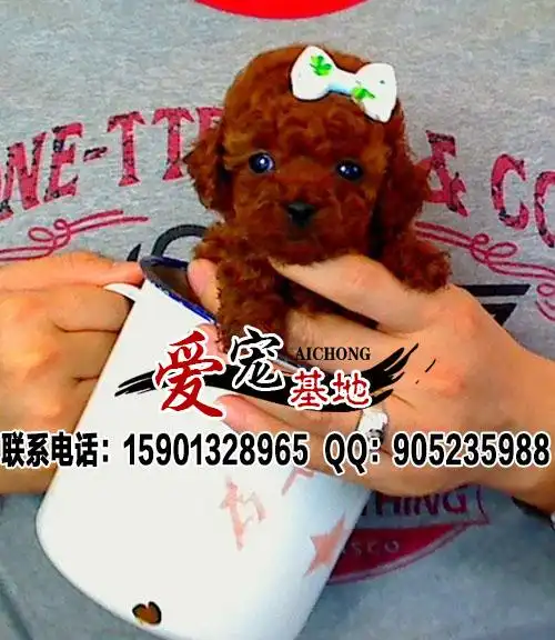 出售纯种茶杯犬 茶杯幼犬多少钱一只