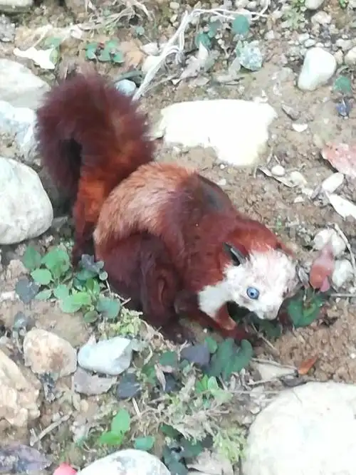 宣汉县渡口一村民发现国家一级保护动物"飞虎"