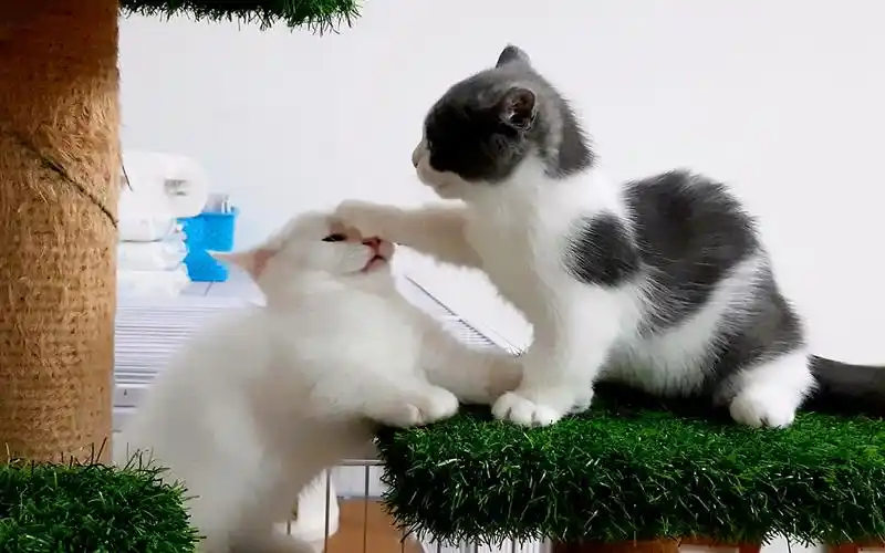 杀伤力破亿的摸头杀小短腿奶猫