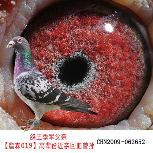 詹森信鸽活体成绩鸽比利时种鸽詹森种鸽幼鸽血统鸽信鸽种鸽赛鸽