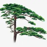 用一颗迎客松做微信头像【点击鼠标右键下载】