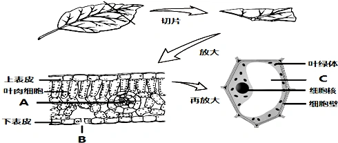 如图表示将叶片制成切片,在显微镜下观察到叶片的结构图.