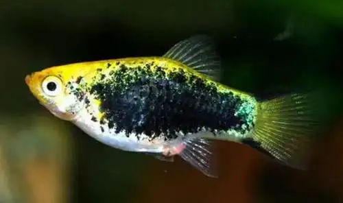 月光鱼的饲养环境