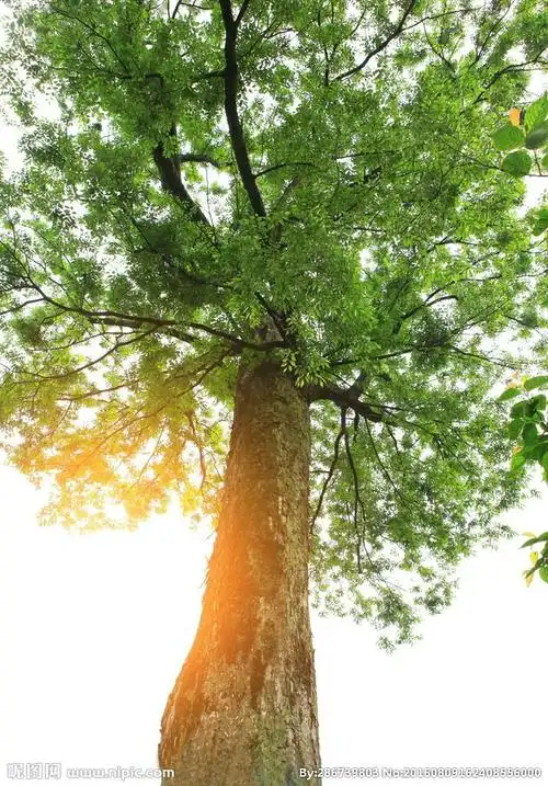 我赞美 参天大树 作者 吴豪