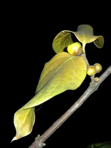 腊梅叶与花的邂逅