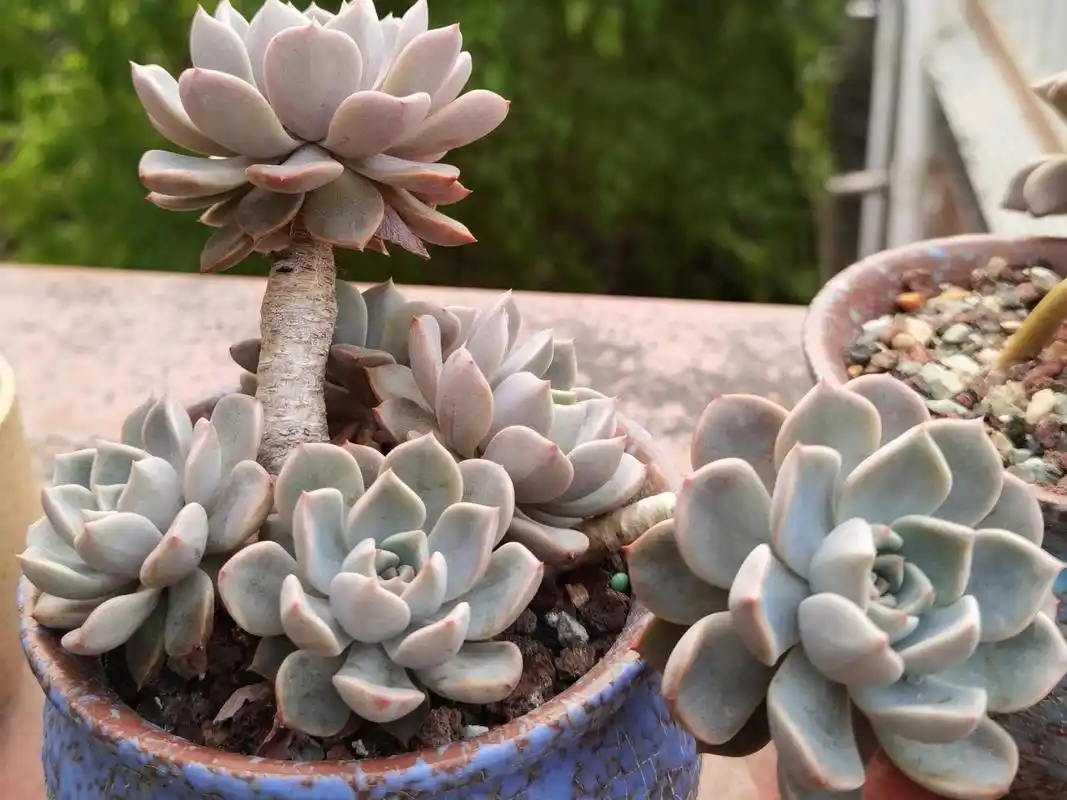 红粉佳人丑的有点过分啊,这个季节本是多肉最美的阶段,花友为了比雨把