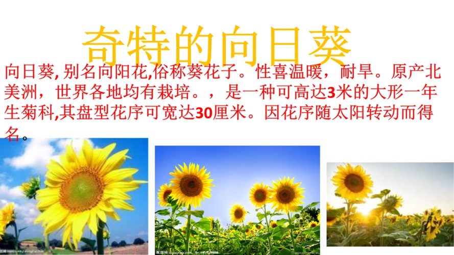 奇特的向日葵.pptx