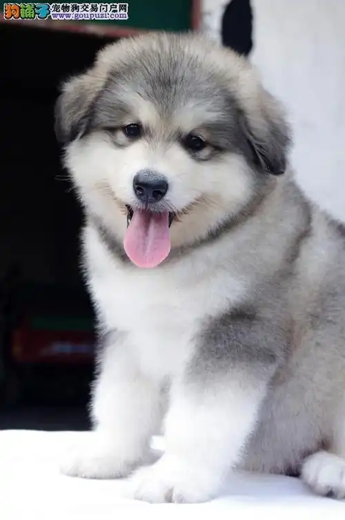 纯种阿拉斯加北京阿拉斯加多少钱阿拉斯加图片