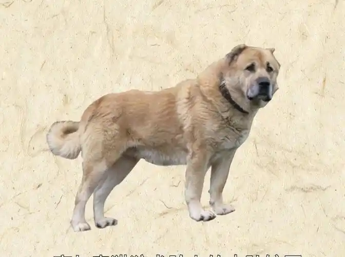 【秒懂百科】一分钟了解高加索猎狼犬