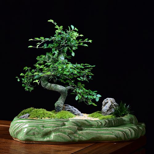 粗陶拼盘陶瓷花盆造景2021新款大口径组合盆景盆