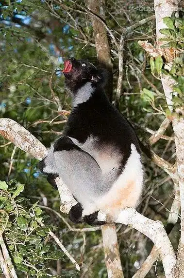 是大狐猴属唯一的一种.