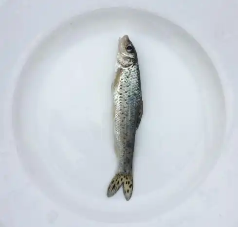 鱼苗花骨花菇鱼季郎鱼卢季鱼鸡虾麻花草鱼鱼花鱼