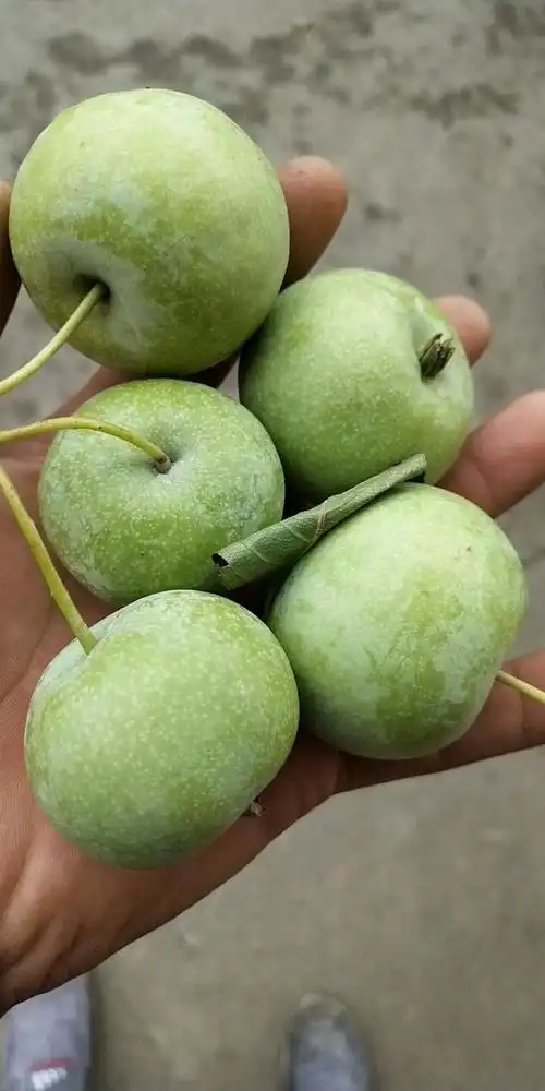 广西山楂特价10元3斤