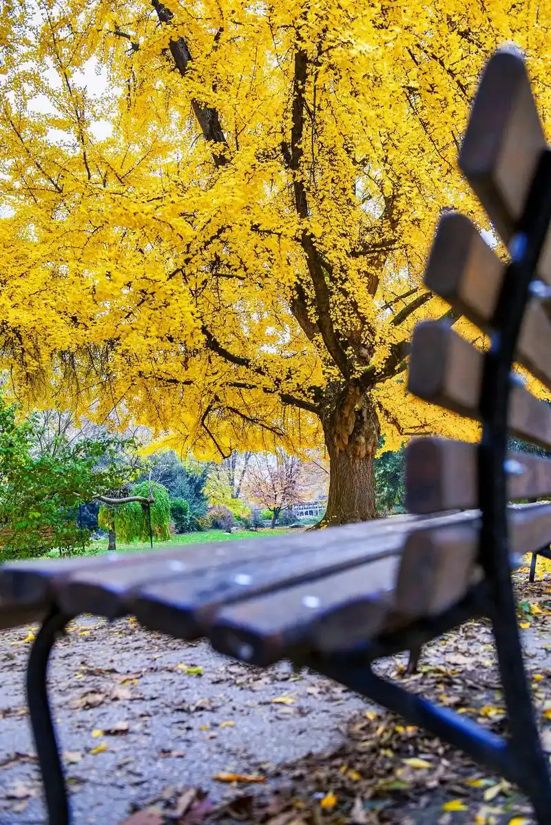 唯美银杏树风景图片图集,配朋友圈背景文案可做朋友圈背景图片, - 抖