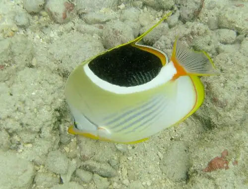 saddled butterflyfish | flickr – 相片分享!