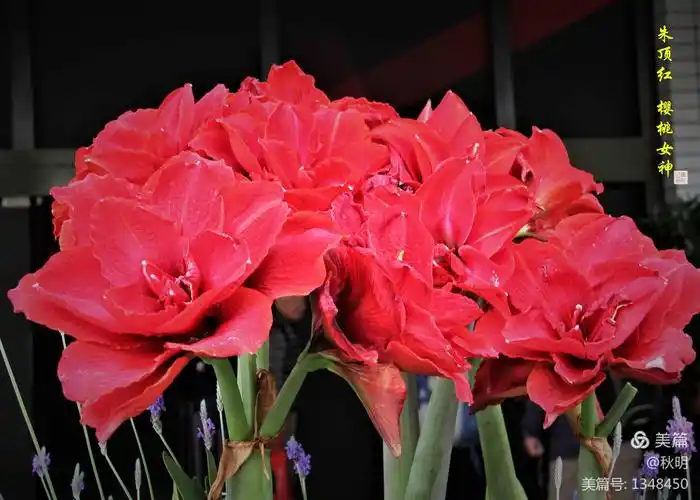 2019上海国际花展—朱顶红