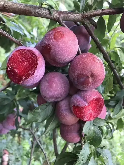 吃货的口福来啦钱排银妃三华李大量成熟上市啦酸酸甜甜的口感赶紧来