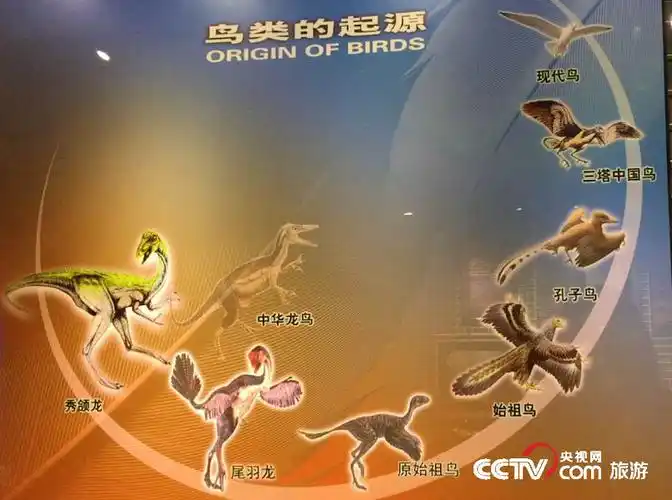 万年前白垩纪结束的时候突然全部消失,成为地球生物进化史上的一个谜