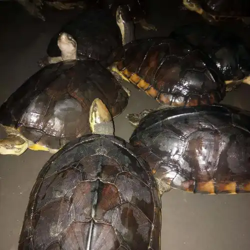 金钱龟多少钱一只(石金钱龟) - bat日报