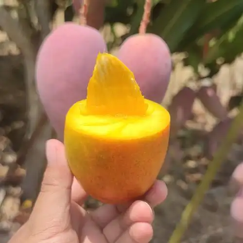 攀枝花树上熟小贵妃芒果新鲜8斤5斤水果当季整箱贵妃芒超甜果味浓