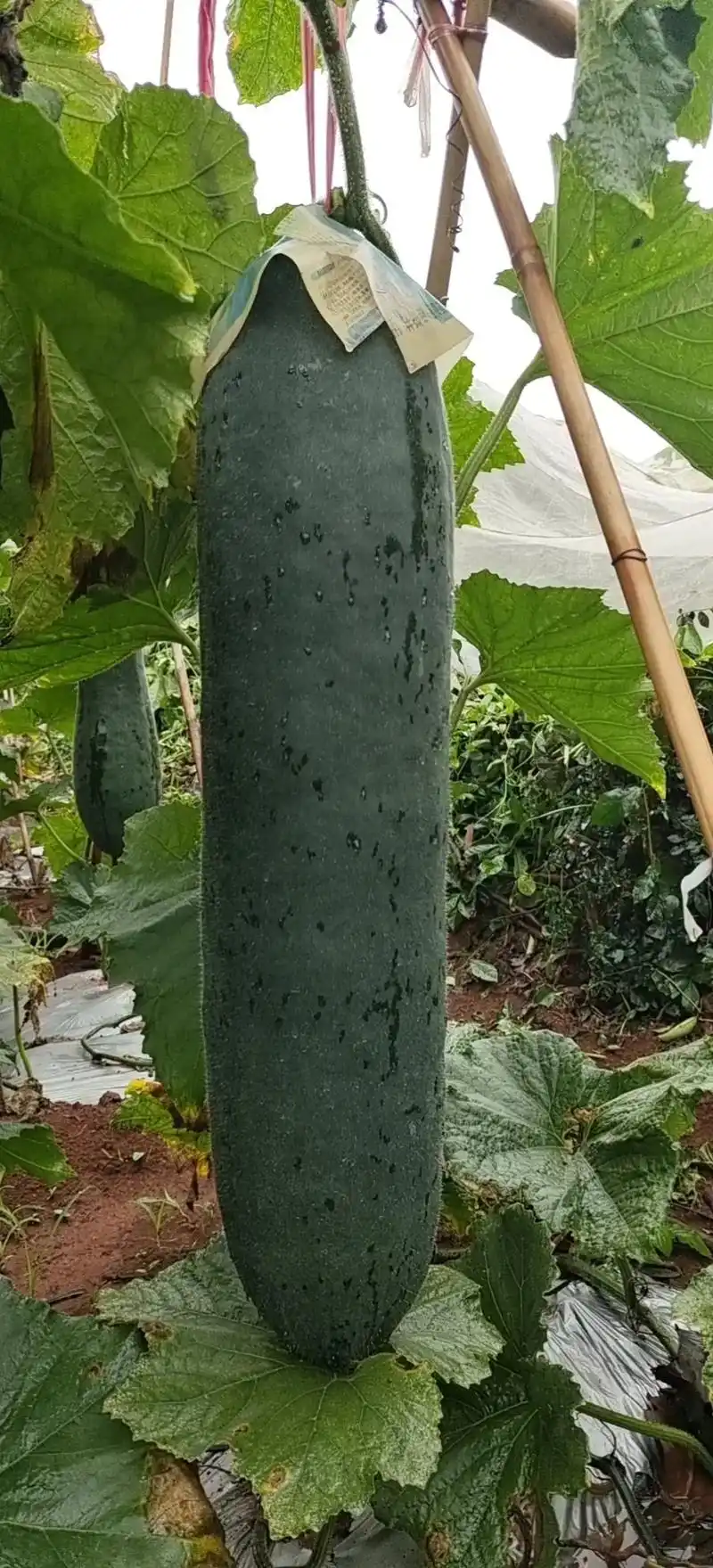 种子推荐 #种子销售#诚信经营 #优良品种 #黑皮冬瓜种子 - 抖音