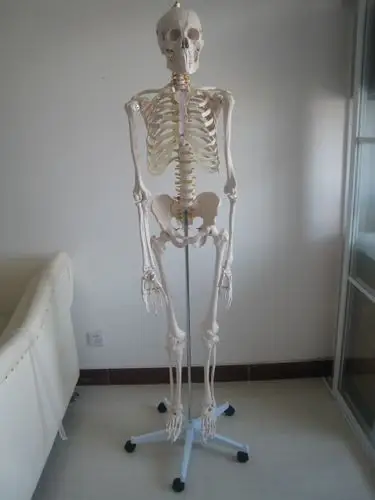 仿真人体骨骼模型170cm人体骨架模型骨骼教学模型