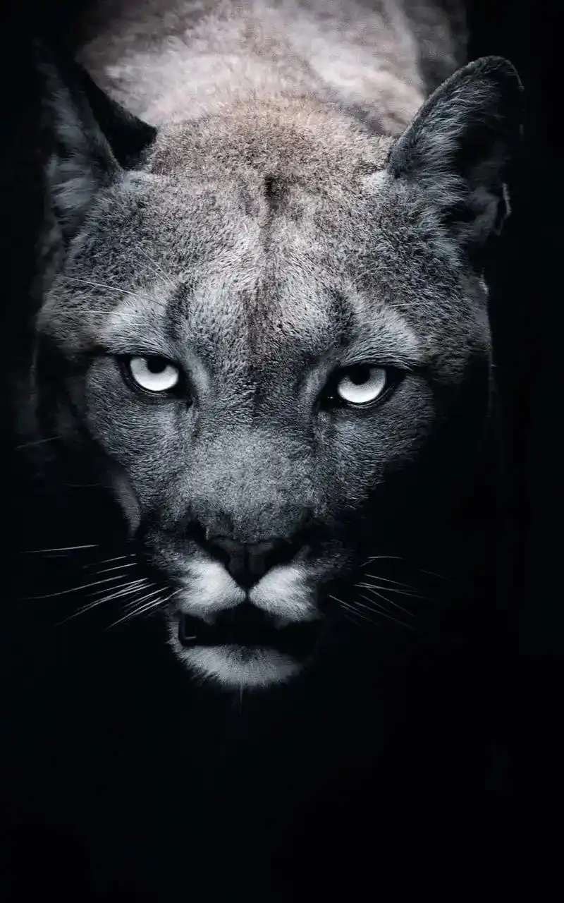 霸气十足的猛兽壁纸,犀利的眼神,压迫感十足.#猛兽壁纸 #猛 - 抖音