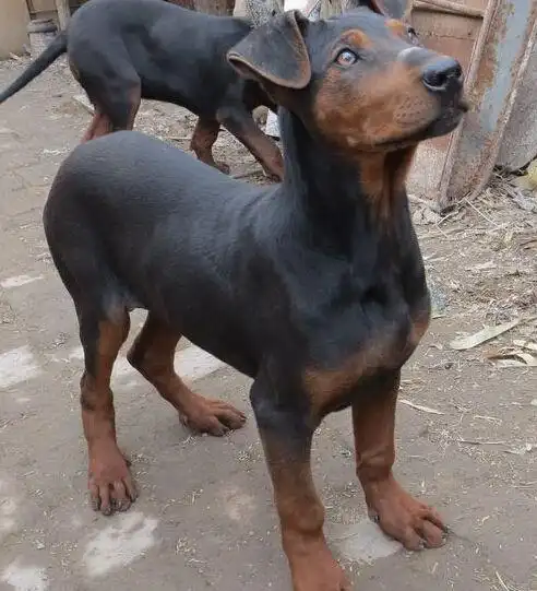 贵州啥地方养殖莱州红犬,红狼幼犬价格