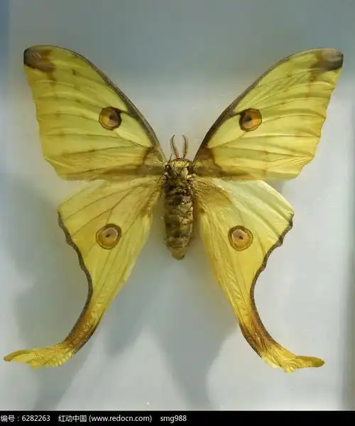 大长尾蛾标本