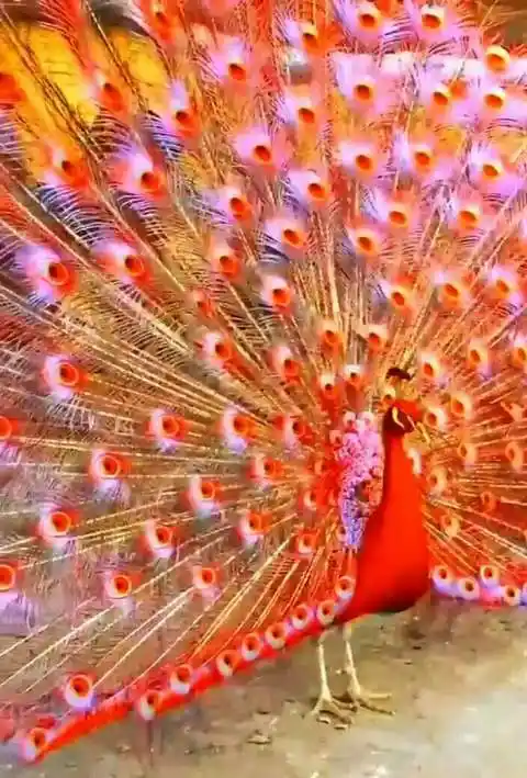 微视最美的孔雀,见着发财走大运,双机666