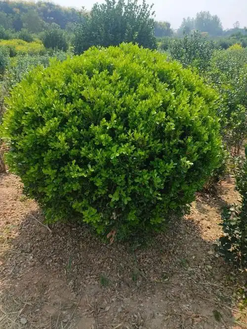 金森女贞毛球80公分高40/50冠幅产地价 格黄杨冬青球给钱就卖