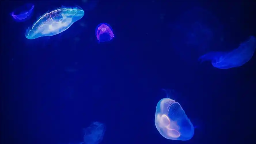 海里,水母,海洋生物,唯美,2k,动物遇见唯美的海洋水母 壁纸图片