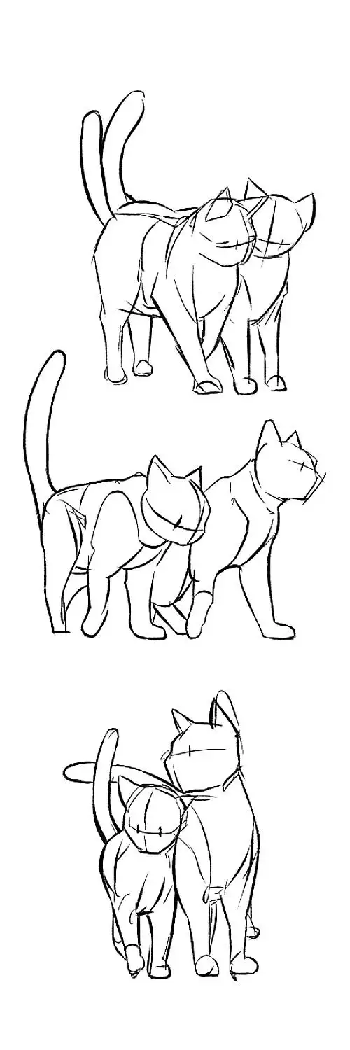 猫咪姿态结构表现