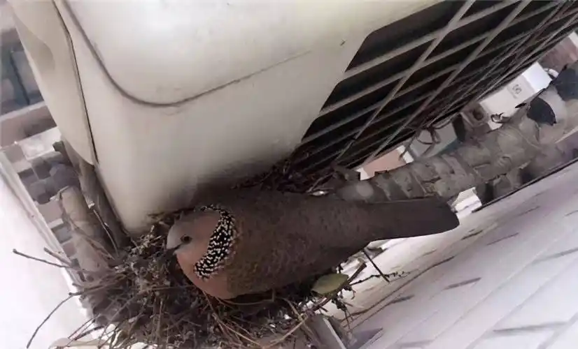 人类_鸽子_鸟儿