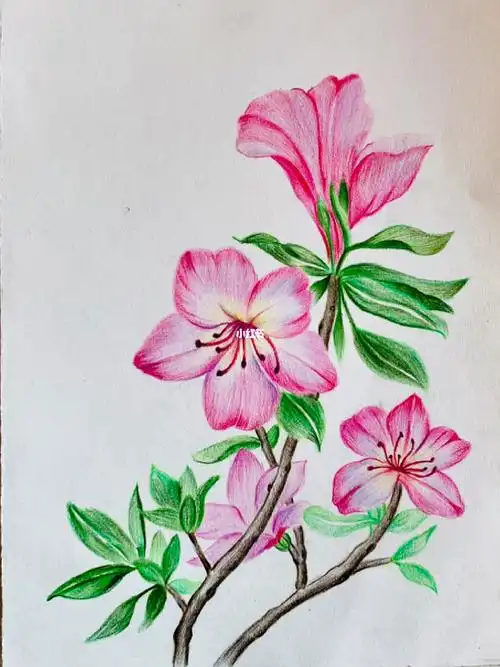 自学彩铅手绘杜鹃花