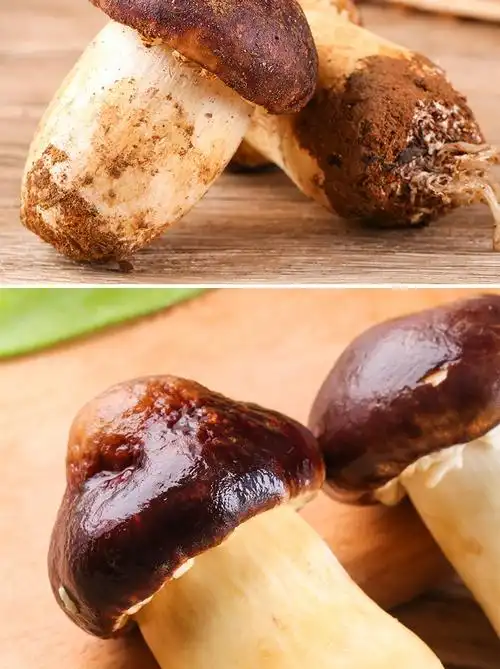 【顺丰】新鲜姬松茸 香格里拉食用菌 云南姬松茸 新鲜姬松茸1000g