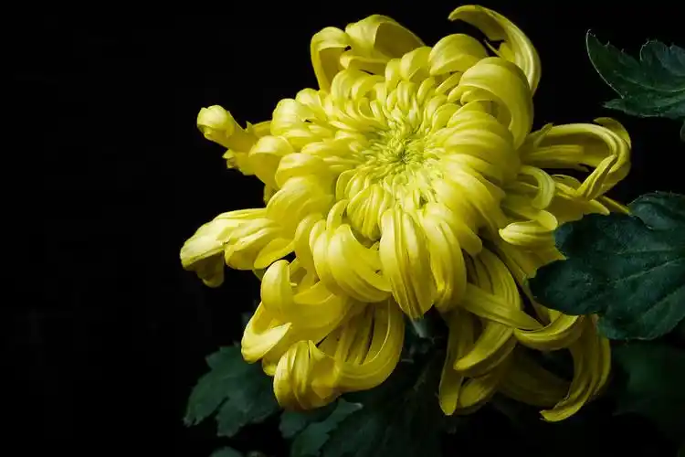 【菊花摄影图片】生态摄影_太平洋电脑网摄影部落