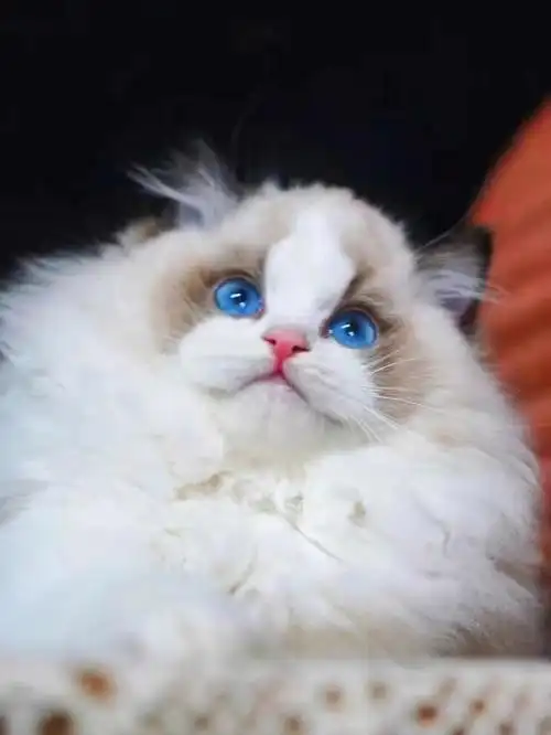 如何辨别纯种布偶你家猫纯吗无偿鉴定