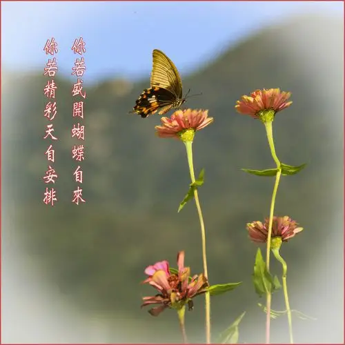 你若盛开蝴蝶自来