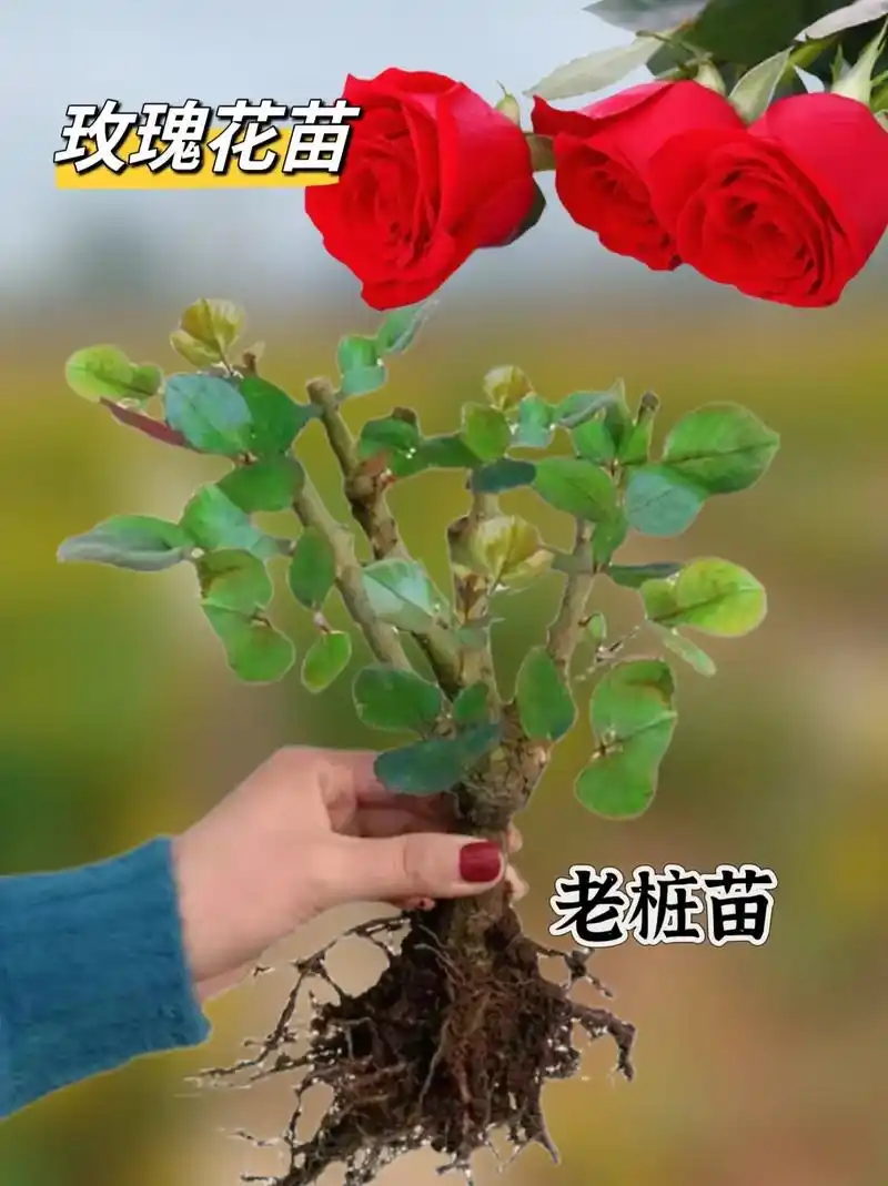 玫瑰花苗,你的小花园新宠!种上一棵,让你的家充满花香.94而 - 抖音