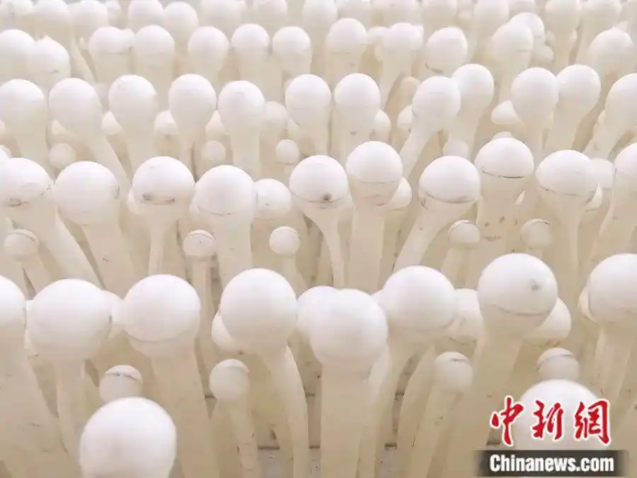 有没有搞错火炉南京让国家种子队选手金针菇上练滑雪